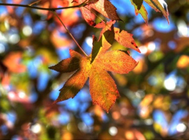 Lay Dodd News - Autumn 2016